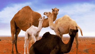 Jetez un coup d'œil aux photos étonnantes des dégradés de couleurs des chameaux saoudiens