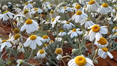Al-Jouf : Un Paradis Floral à Découvrir Après la Pluie