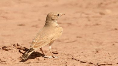 Oiseaux du désert saoudien