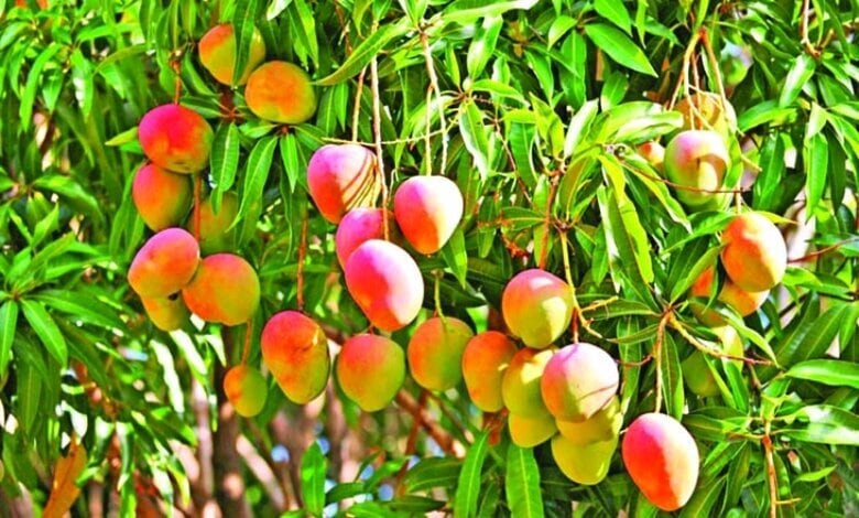 La Mecque se prépare à lancer le 14e Festival de la mangue avec « Al Qunfudhah »