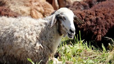 La plateforme «Ihsan» reçoit des demandes de sacrifices pour la saison du Hajj 1446