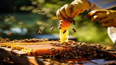 Lancement du 17e Festival du Miel à Al-Baha