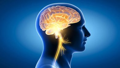 La meilleure collation pour renforcer le cerveau et la mémoire