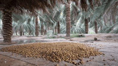 Rawthana de Médine : les dattes fraîches d'été distinctives