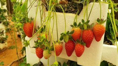 Fraises à Al-Amiriya : un havre de verdure naturel