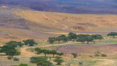 La Réserve royale du roi Salman : Les gardiens de la nature
