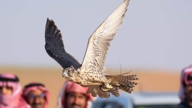 Succès total pour une ferme française au marché des faucons
