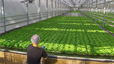 La production de la ferme hydroponique de Médine dépasse les 2 millions de kilogrammes