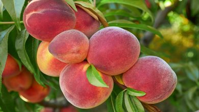 Les marchés du Royaume prospèrent grâce aux pêches