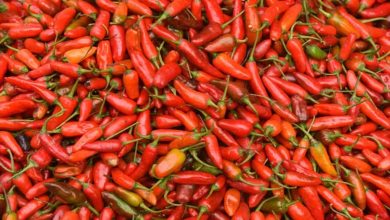 Shaqra en tête de la production de piments en Arabie saoudite