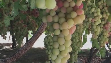 Les marchés du Royaume offrent des raisins locaux de qualité