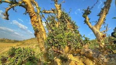 Baume de La Mecque : parfum d’histoire et de médecine