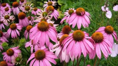 Santé naturelle renforcer l’immunité contre les virus saisonniers