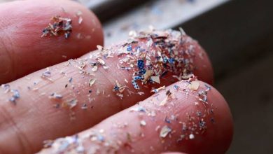 Les microplastiques modifient l’intestin et l’humeur