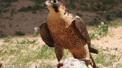 Le Club des faucons : les dates d’inscription à la Coupe du Club