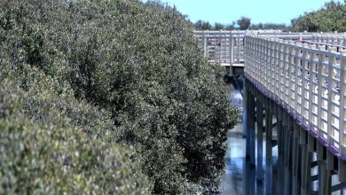Les mangroves en Arabie Saoudite : Aramco protège la biodiversité