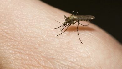 Expansion des maladies transmises par les insectes à cause du climat