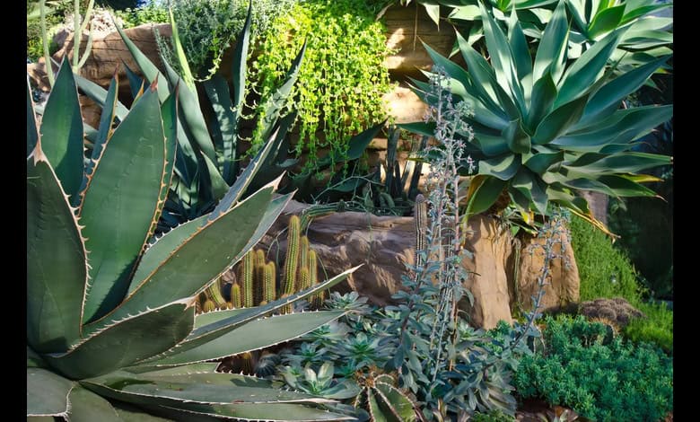 Plantes grasses Arabie Saoudite : Déco naturelle climat sec