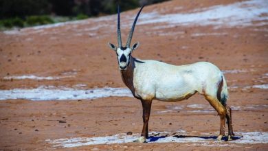 Améliorer la biodiversité à Al-Hijr (Al-Ula)