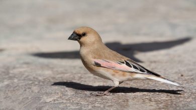 Observation du chardonneret dans la région de la frontière nord