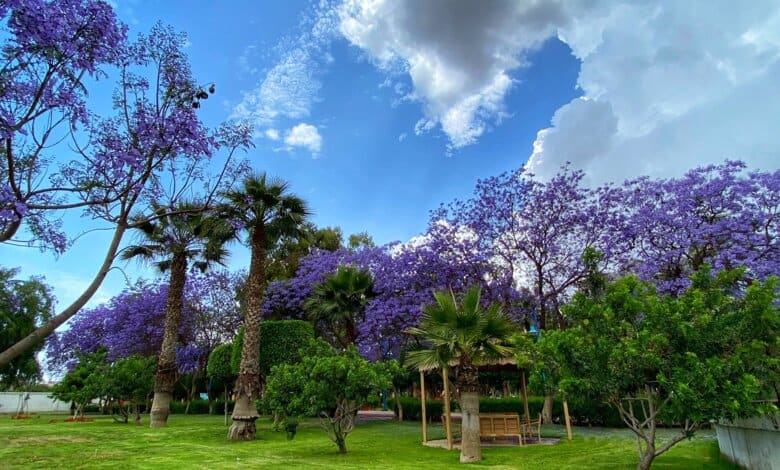 Jardin d’Andalous à Abha : un havre de nature au cœur de la ville