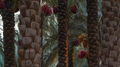 Lancement de la 12ᵉ édition du Festival des dattes de Dumat Al-Jandal