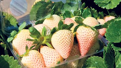 Haïl inaugure la première production de fraises blanches du Royaume
