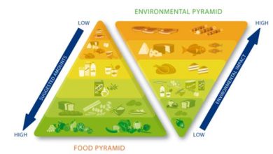 Controverse autour de la nouvelle pyramide alimentaire américaine