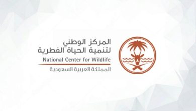 Dans les grottes saoudiennes : guépards naturellement momifiés