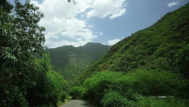 Plantes hivernales d’Asir : richesse et résilience