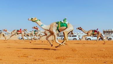 Les haggânates à l’honneur au Festival des dromadaires 2026