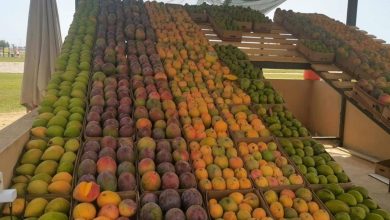 Les mangues de Jazan animent les marchés