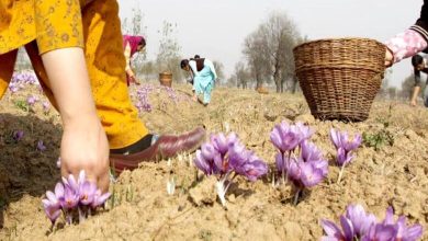 Safran saoudien : certification ISO et avancée durable