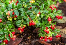 Canneberge contre caries : ses fruits inhibent les bactéries et protègent gencives