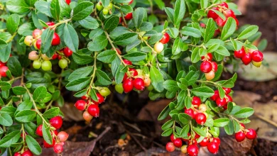 Canneberge contre caries : ses fruits inhibent les bactéries et protègent gencives