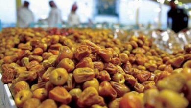 Croissance record des exportations de dattes saoudiennes en 2025