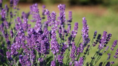 La lavande à Taïf : l’or violet entre nature et économie