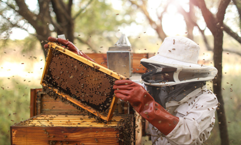 Apiculture et production de miel en Arabie saoudite