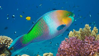 Le poisson perroquet dynamise le tourisme à Farasan