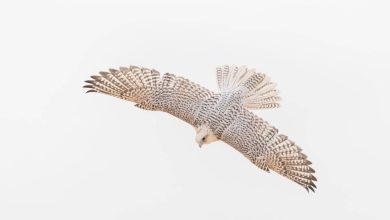 Chercheurs saoudiens : séquençage complet de deux faucons