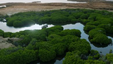 Les mangroves de Farasan attirent les visiteurs à l’Aïd al-Adha