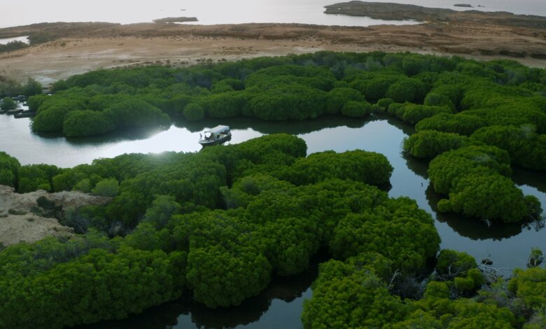 Les mangroves de Farasan attirent les visiteurs à l’Aïd al-Adha