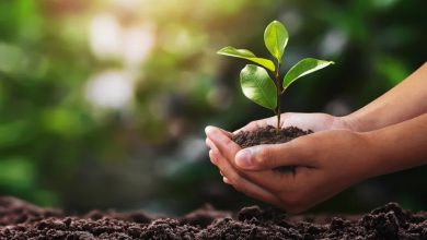 Lancement de la Semaine de l’Environnement saoudienne 2026