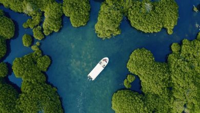 Les mangroves de Jazan : un écosystème clé en Arabie saoudite