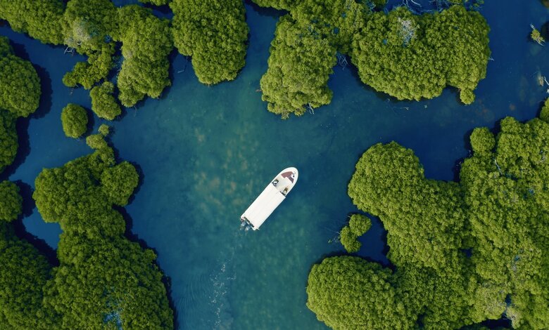 Les mangroves de Jazan : un écosystème clé en Arabie saoudite