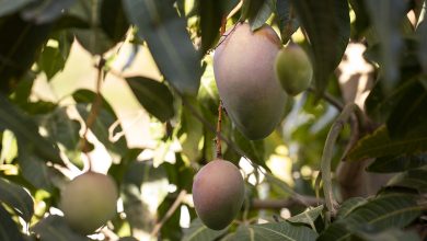 Été de la mangue à Jazan : Une saison agricole devenue une expérience touristique