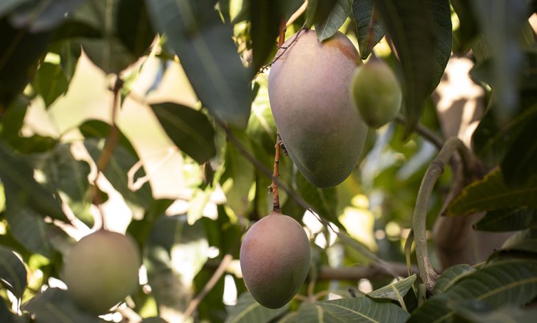 Été de la mangue à Jazan : Une saison agricole devenue une expérience touristique