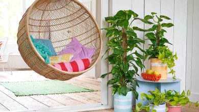 Les plantes d'intérieur : alliées beauté et santé pour votre maison