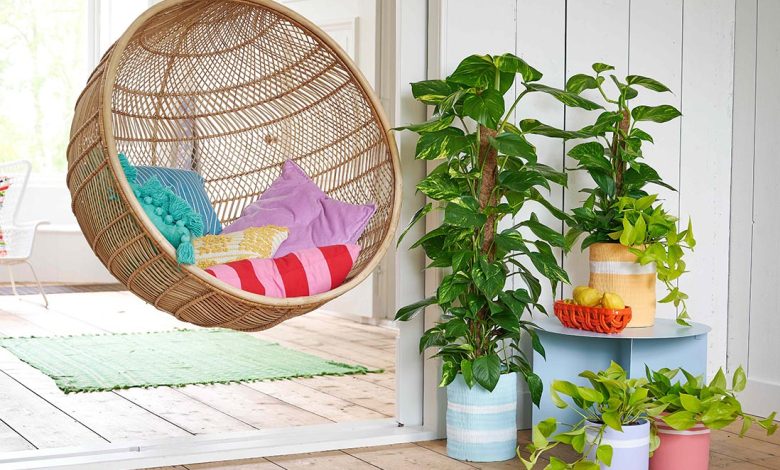 Les plantes d'intérieur : alliées beauté et santé pour votre maison