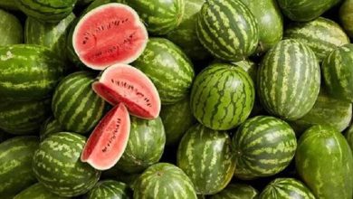 La pastèque saoudienne : Un fruit d’été au service de l’agriculture locale